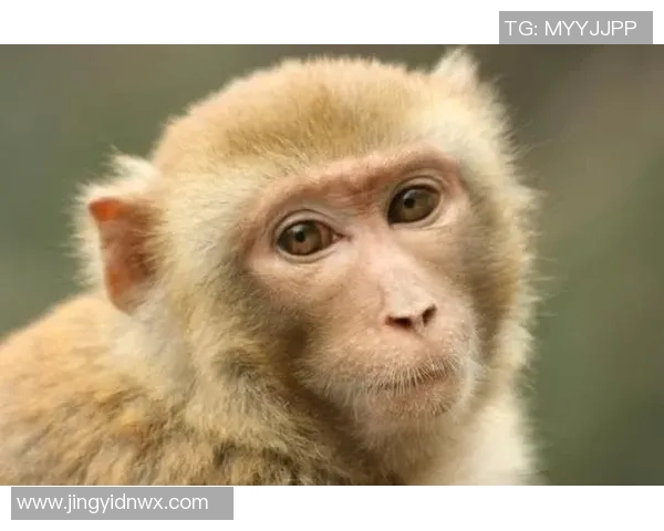 属猴足球球星盘点:那些在绿茵场上闪耀的猴年出生天才 属猴足球球星盘点:那些在绿茵场上闪耀的猴年出生天才